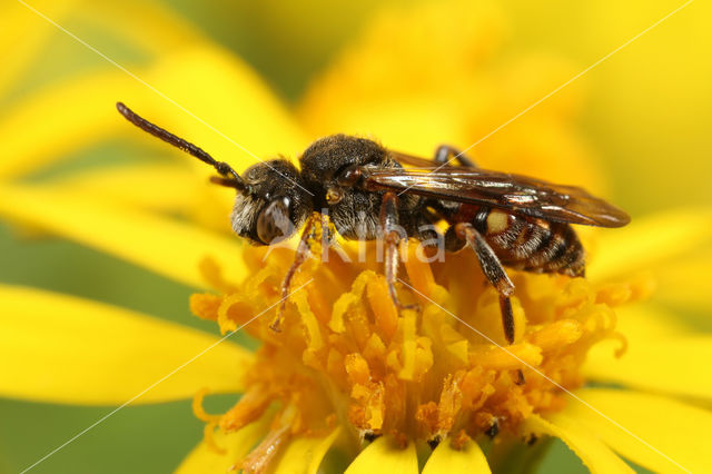 Wasp-bee (Nomada fuscicornis)