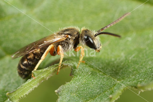 Heidebronsgroefbij (Halictus confusus)