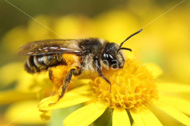 Andrena denticulata