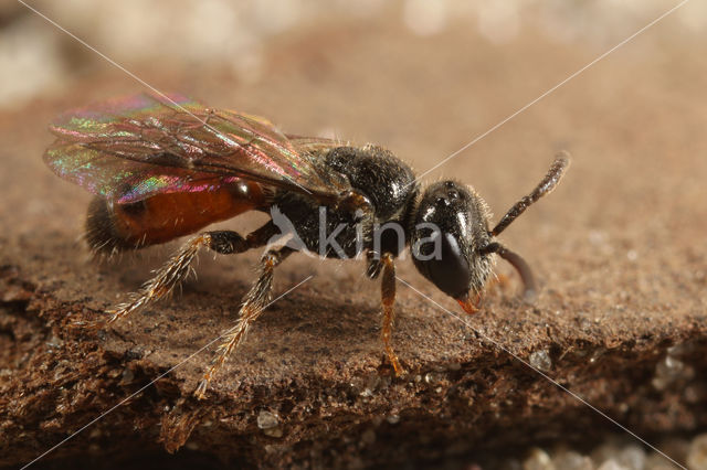 Kleine spitstandbloedbij (Sphecodes longulus)