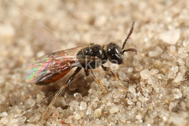 Kleine spitstandbloedbij (Sphecodes longulus)