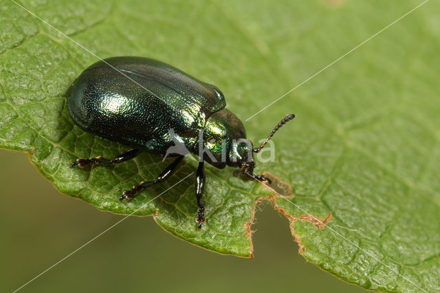 kortsprietelzenhaantje (Plagiosterna aenea)