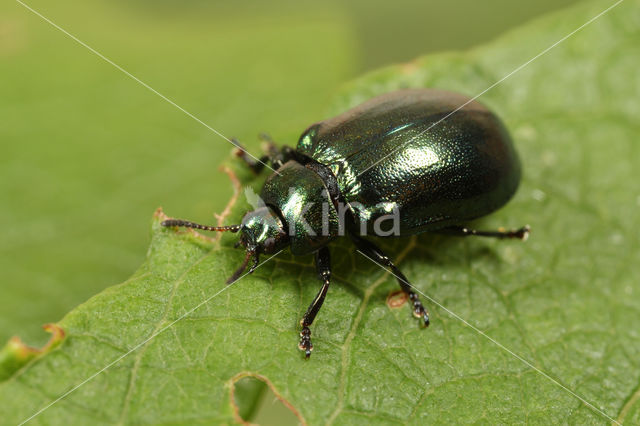 kortsprietelzenhaantje (Plagiosterna aenea)