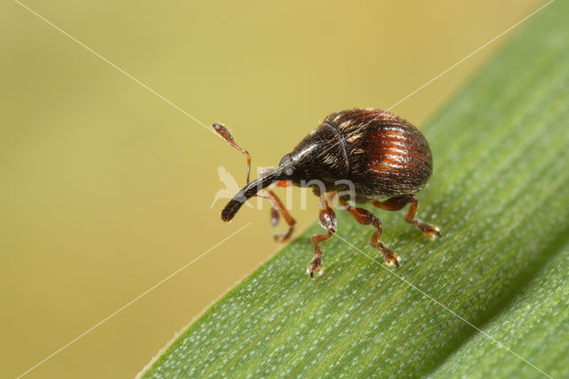 Nanophyes marmoratus