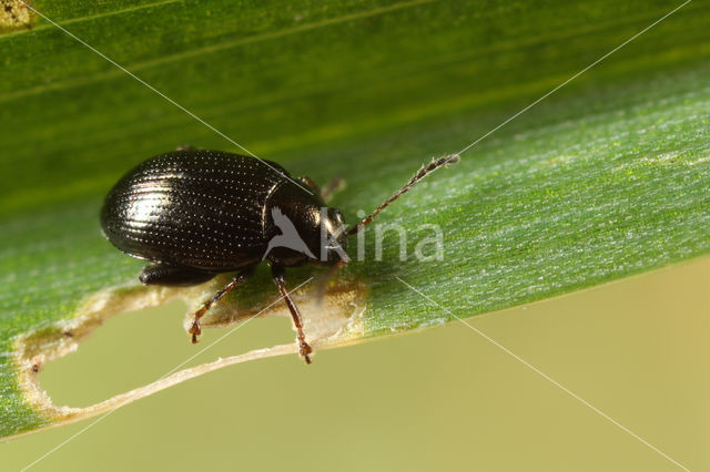 corn flea beetle (Chaetocnema concinna)