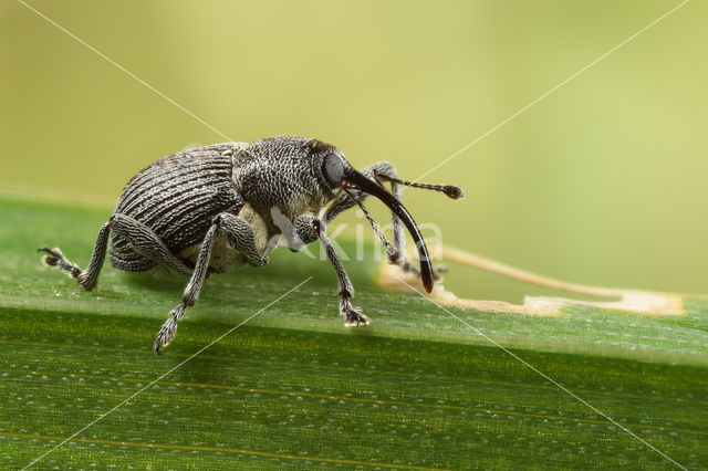 Curculio salicivorus