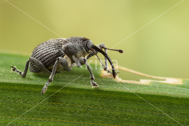 Curculio salicivorus