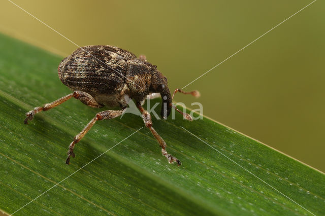 Pelenomus waltoni