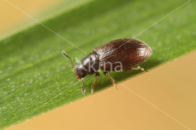 Corticarina minuta