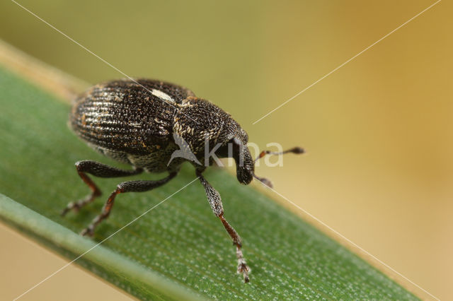 Rhinoncus perpendicularis