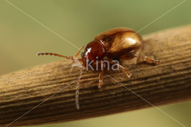 Gele kattenstaartaardvlo (Lythraria salicariae)