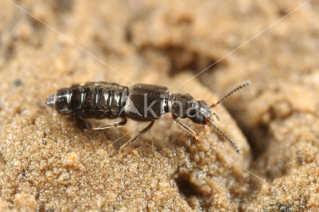 Thinodromus plagiatus