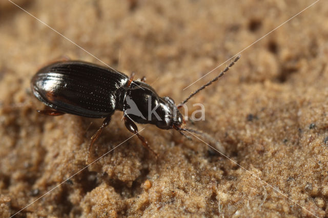 Weidepriempje (Bembidion guttula)