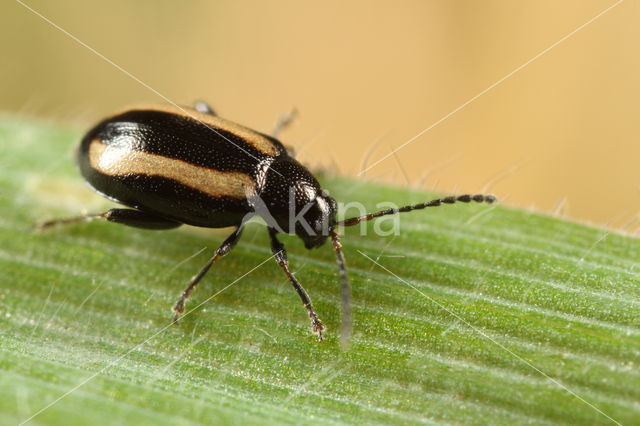 Phyllotreta undulata