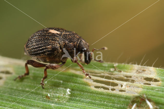 Rhinoncus pericarpius