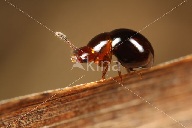 Agathidium varians