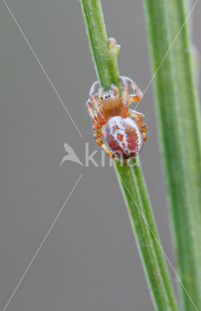 Sixspotted orb weaver (Araniella displicata)