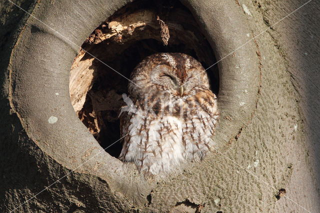 Tawny Owl (Strix aluco)