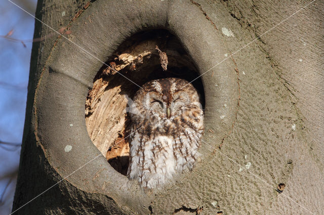 Tawny Owl (Strix aluco)