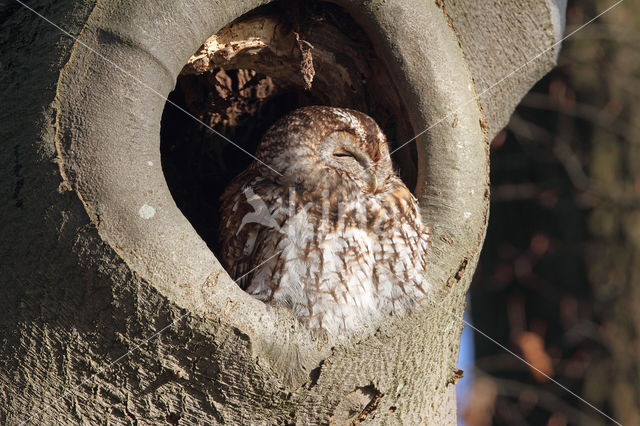 Bosuil (Strix aluco)