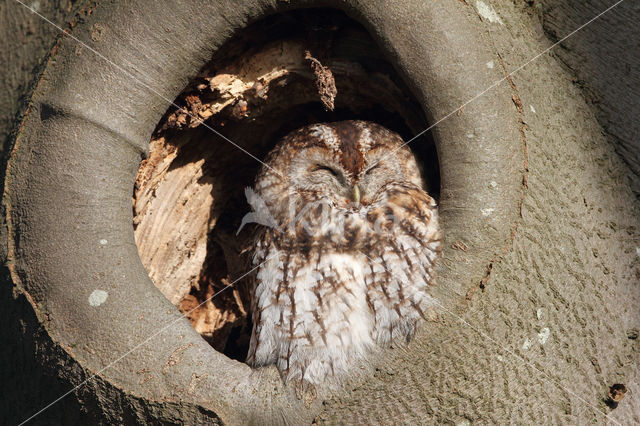 Tawny Owl (Strix aluco)