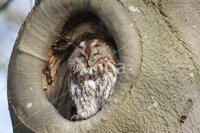 Tawny Owl (Strix aluco)