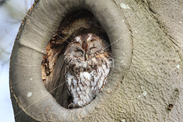 Tawny Owl (Strix aluco)