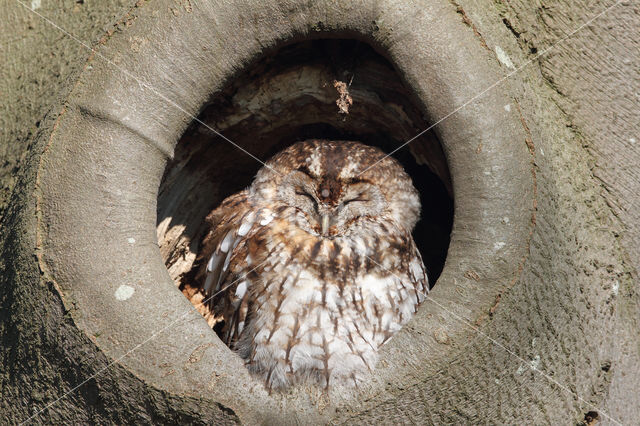 Tawny Owl (Strix aluco)