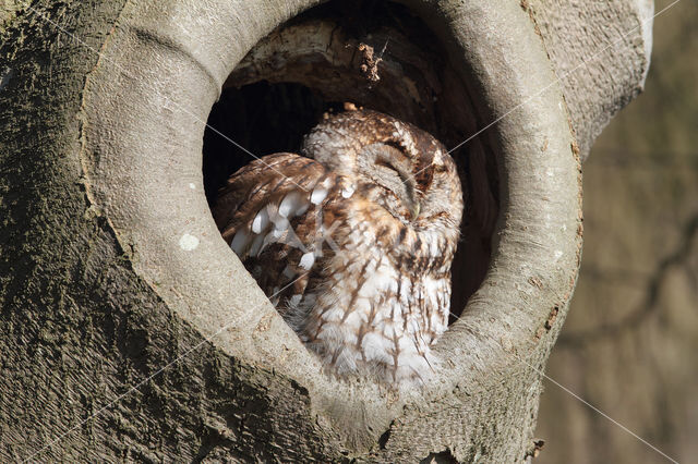 Bosuil (Strix aluco)