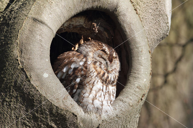 Bosuil (Strix aluco)