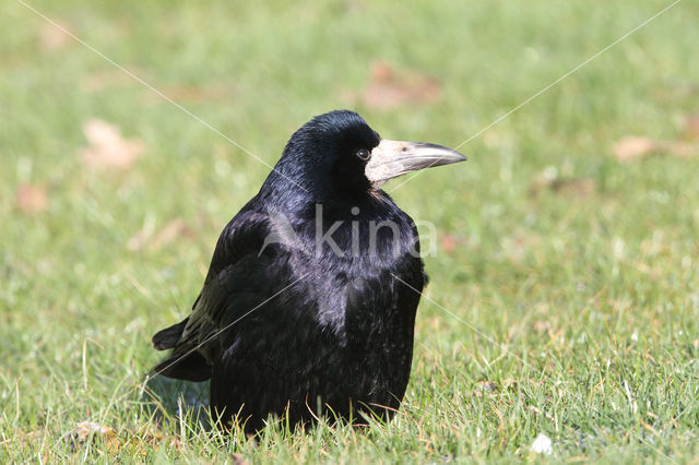 Rook (Corvus frugilegus)