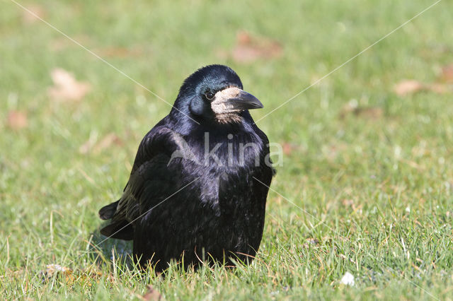 Rook (Corvus frugilegus)