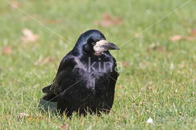 Rook (Corvus frugilegus)