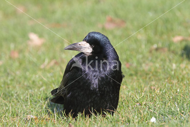 Rook (Corvus frugilegus)