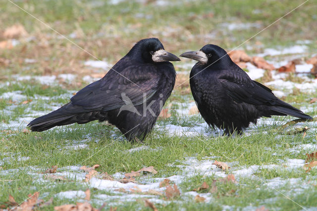 Rook (Corvus frugilegus)