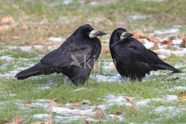 Rook (Corvus frugilegus)