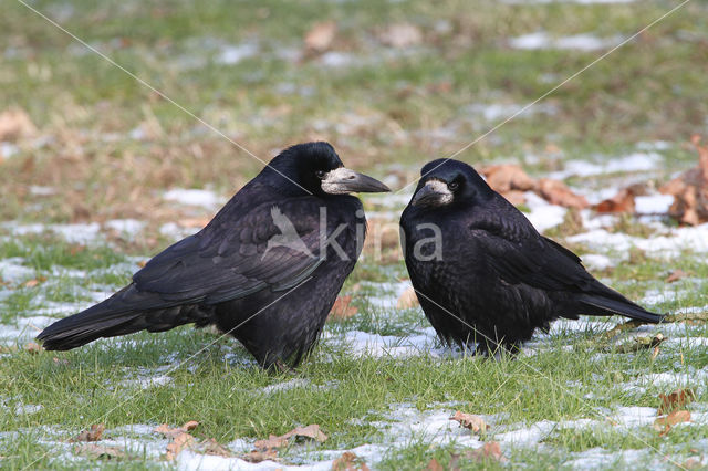 Rook (Corvus frugilegus)