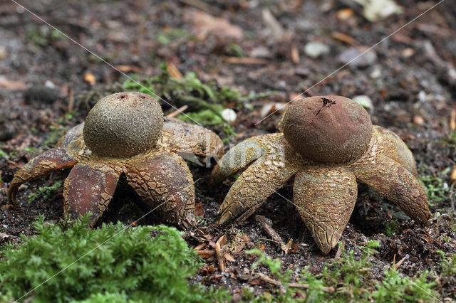 Weerhuisje (Astraeus hygrometricus)