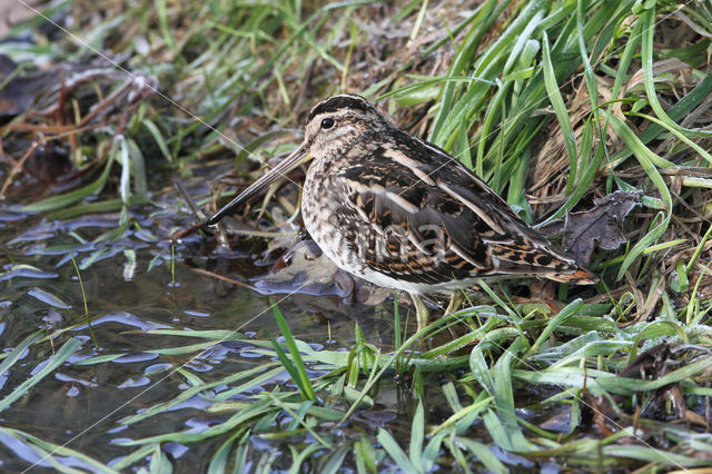 Common Snipe (Gallinago gallinago)