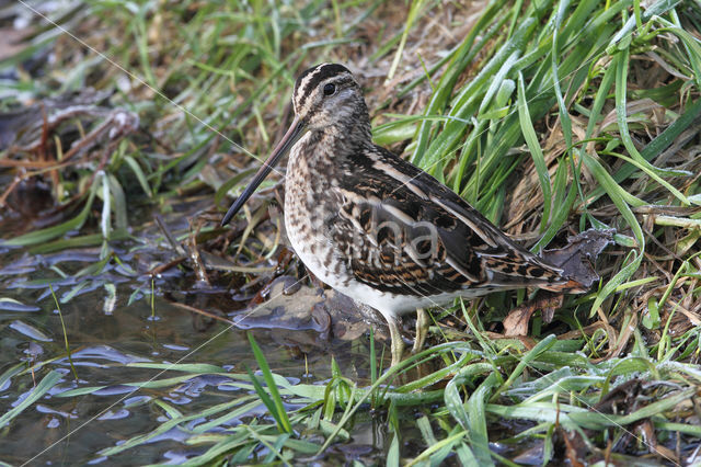 Common Snipe (Gallinago gallinago)