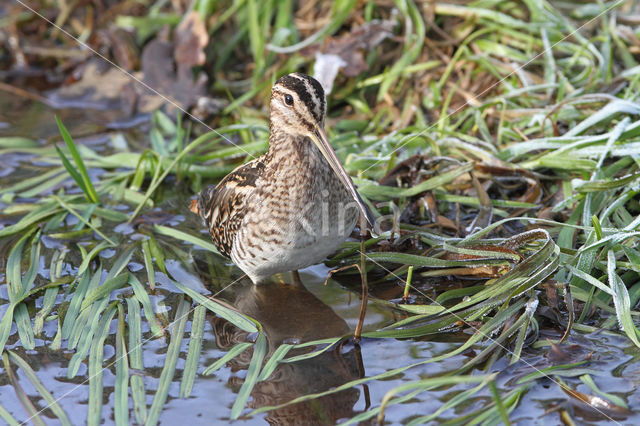 Common Snipe (Gallinago gallinago)