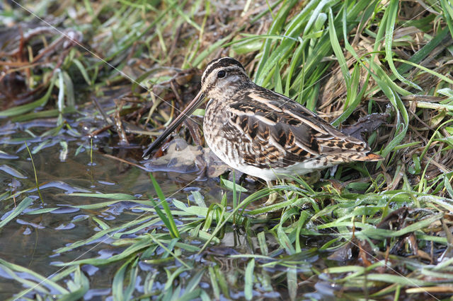 Watersnip (Gallinago gallinago)