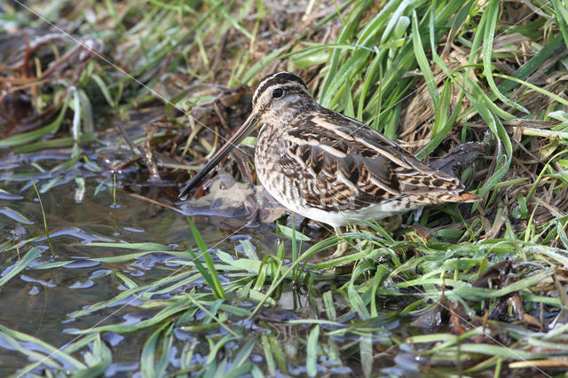 Common Snipe (Gallinago gallinago)