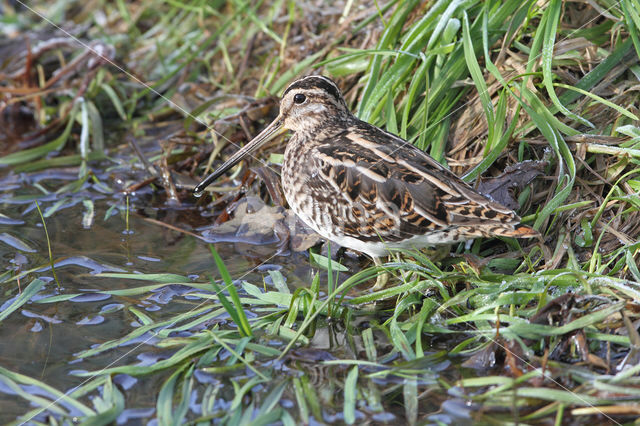 Watersnip (Gallinago gallinago)