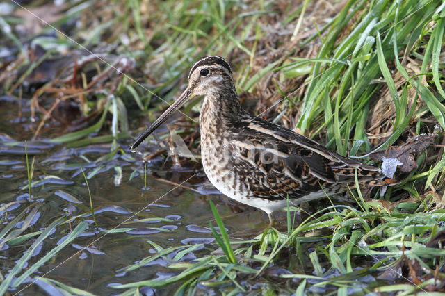 Common Snipe (Gallinago gallinago)