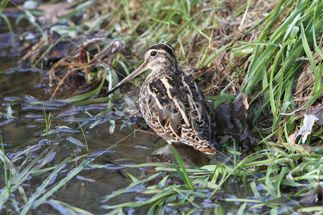 Watersnip (Gallinago gallinago)