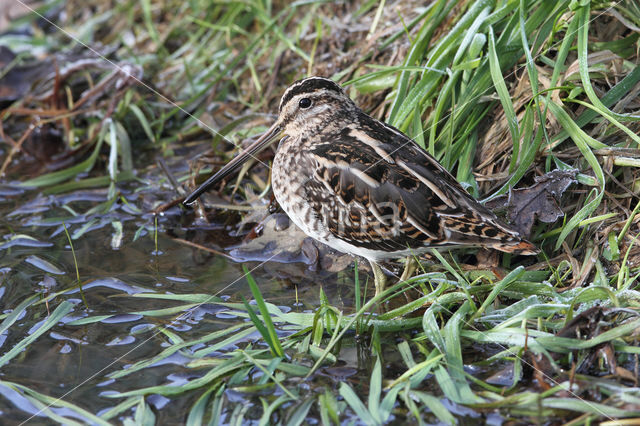 Common Snipe (Gallinago gallinago)