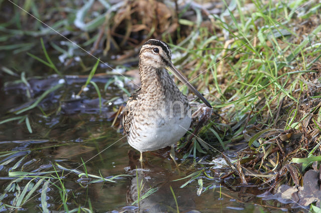 Common Snipe (Gallinago gallinago)