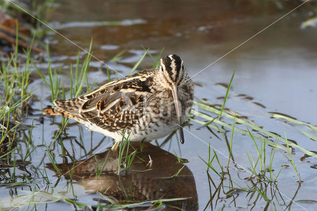 Common Snipe (Gallinago gallinago)