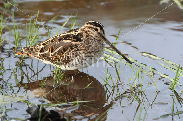 Watersnip (Gallinago gallinago)